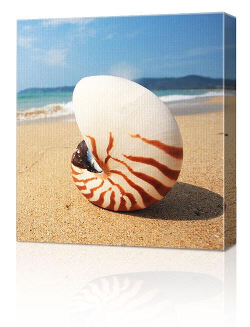 12 x 12" (30.5 x 30.5cm) Canvas Prints